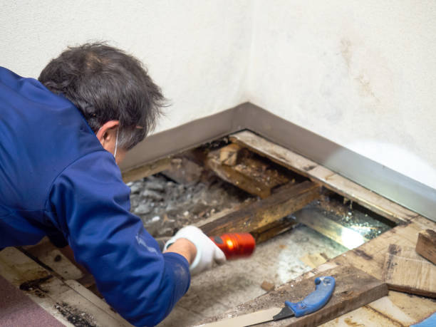 Mold Removal Process in Hilmar Irwin, CA