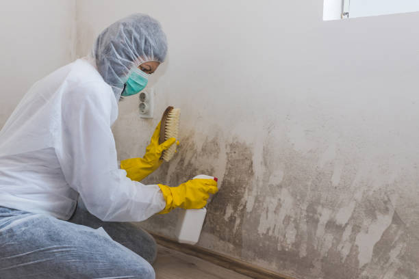 Attic Mold Removal in Hilmar Irwin, CA