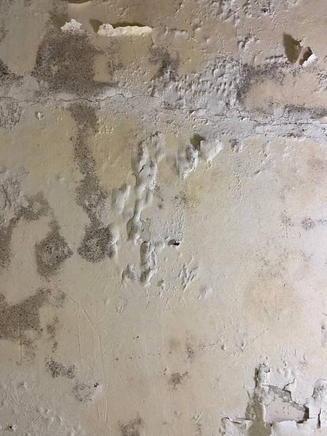 Trusted Hilmar Irwin, CA Mold Removal Experts